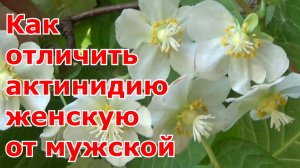 Актинидия коломикта Как определить женское и мужское растение актинидии для получения вкусных плодов