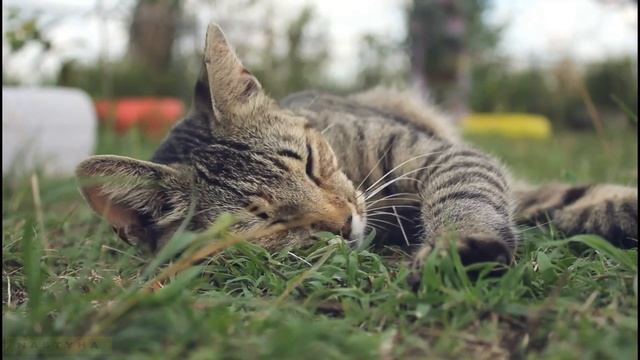 Video sleepy cats, sleeping cats, falling asleep cats. The kittens are sleeping. Спящие коты смотреть онлайн