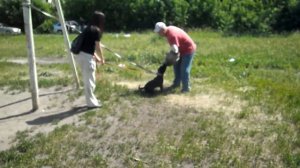 Стафбуль — тренинг.