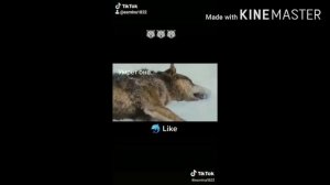 (Клип) все мои волки делают ауф