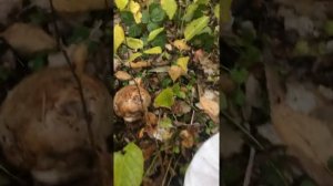 Белые грибы Астрахань 28.09.2019