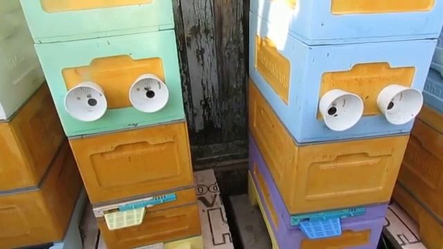 при осмотре пчел в июне увидел маточники, дальнейшие действия - первый вариант смотреть онлайн