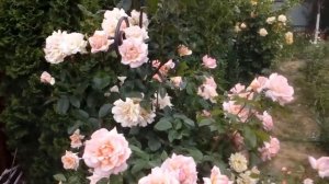 Роза плетистая Compassion и роза Симпати в начале июля 2017 # мой сад # розы