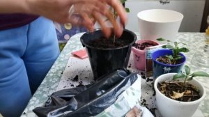Как прорастить Сапотиллу. Как выращивать сапотиллу в домашних условиях