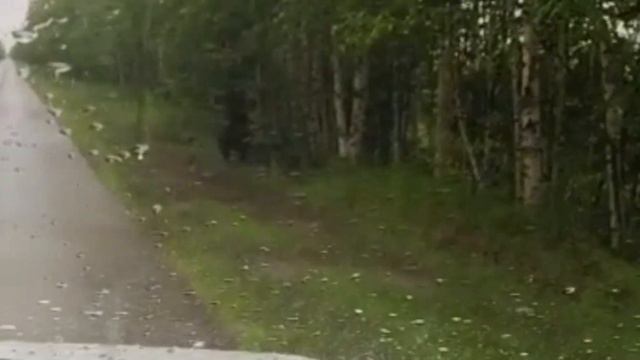 МЕДВЕДИ🐻 ЗАХВАТИЛИ ГОРОД/ ХМАО/ТАЕЖНЫЙ МЕДВЕДЬ-ЦАРЬ СЕВЕРА TAIGA #no #медведь #вмире #семья #россия