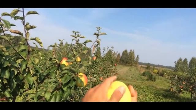 Яблоня сорт Голден Владимирский