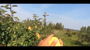 Яблоня сорт Голден Владимирский