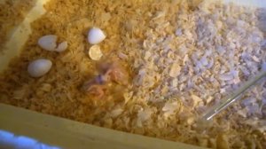 Птенцы вылупились у попугаев кореллы. Часть 3