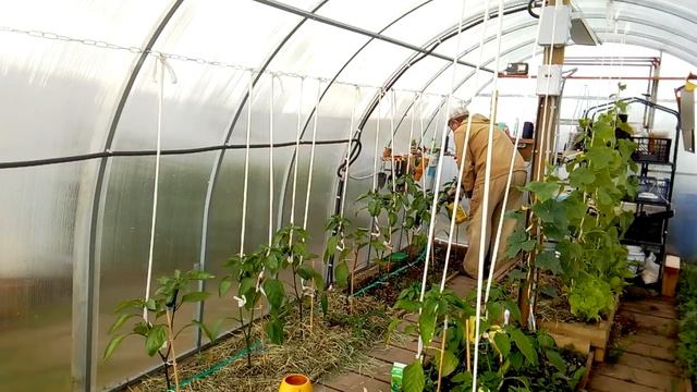 Вершинная гниль перцев и способы борьбы с ней.