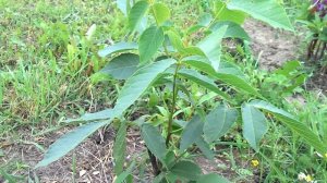 Грецкий орех в Подмосковье.