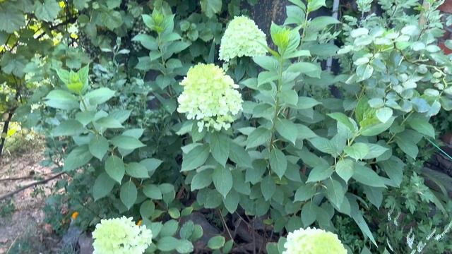 Гортензії мого саду. Вирощування, догляд та вимоги до місця посадки. смотреть онлайн