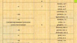 Лекция: «Имя существительное. Латинские несогласованные определения в медицинской терминологии».