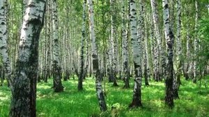 Звуки природы. Лесное пение птиц! Очень Красиво!