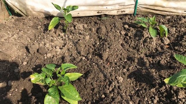 Выращивание перца  в открытом грунте Подкормка перцев после высадки