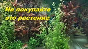 Погостемон Мидл Грин - первый среди аутсайдеров. (Архив от 17.12.2021)