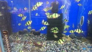 GloFish  - генетически модифицированные флуоресцирующие рыбки.