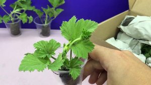 Как вырастить Королевскую Герань дома? Обзор черенков Королевской герани.