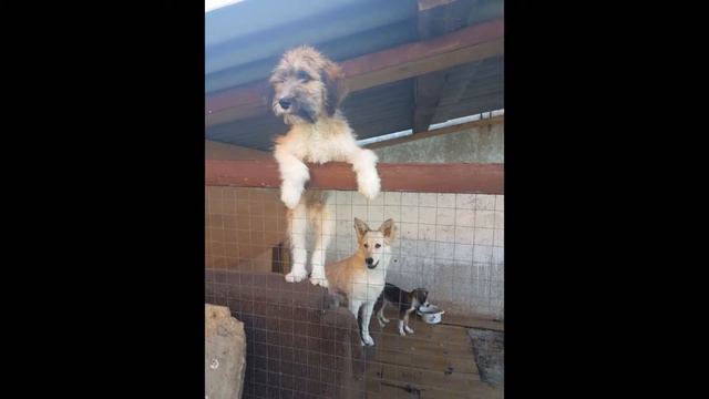 Акция "Неравнодушные сердца" смотреть онлайн