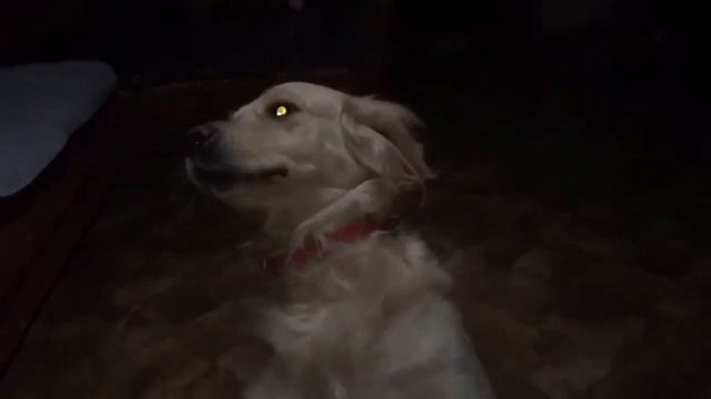 Вечно голодный Голден ретривер Линда. И «зайку»тебе и сидеть.. Умница! смотреть онлайн