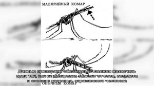 Как выглядит малярийный комар, где обитает и чем отличается от обычного? Чем опасен укус малярийно.
