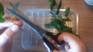 Фикус Бенджамина сорт Наташа. Укоренение, размножение.