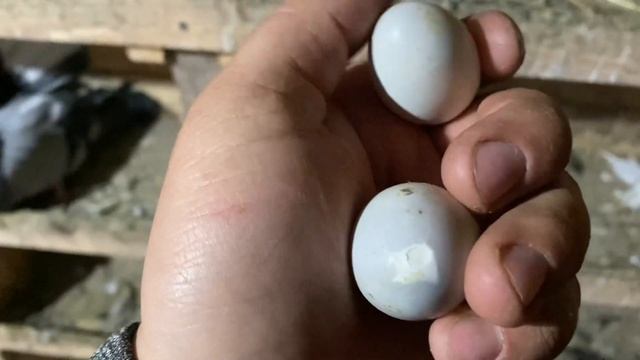 Достроил вольер и маленький обзор Голубей/ Николаевские голуби Андрея Животовского смотреть онлайн