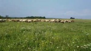 Табун тысяча башкирских лошадей. Улу-Теляк. Хасан Идиятуллин.