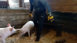 как может выглядеть часотка у свиней/освещение в сарае/поросята подрасли/натяжные потолки