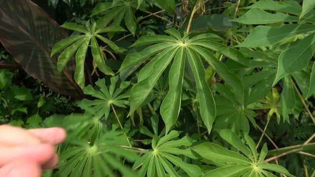 Manihot grahamii Flowers and Final Height смотреть онлайн