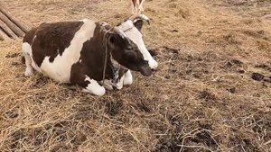 Маленькие бычки.