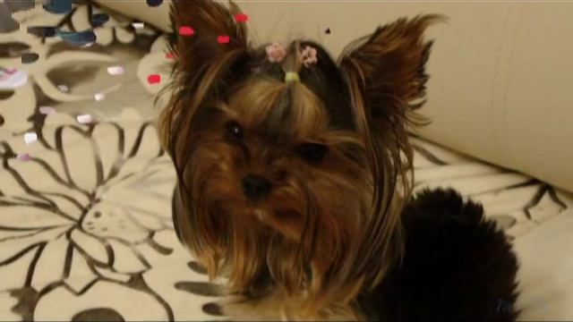 "Моя любимая девочка"-презентация ProShow Producer смотреть онлайн