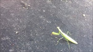 Богомол. Богомол в Челябинске.