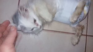 Брошенный котенок 1/3 СПАСЕНИЕ БЕЗДОМНОГО КОТЕНКА Уличный котенок. Часть первая