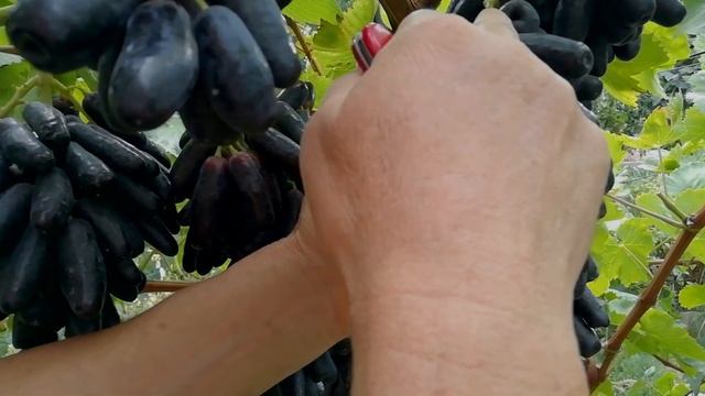 Виноград кишмиш Аватар 2022. смотреть онлайн