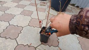 Обрезка голубики. Что сделать с приобретенными саженцами.