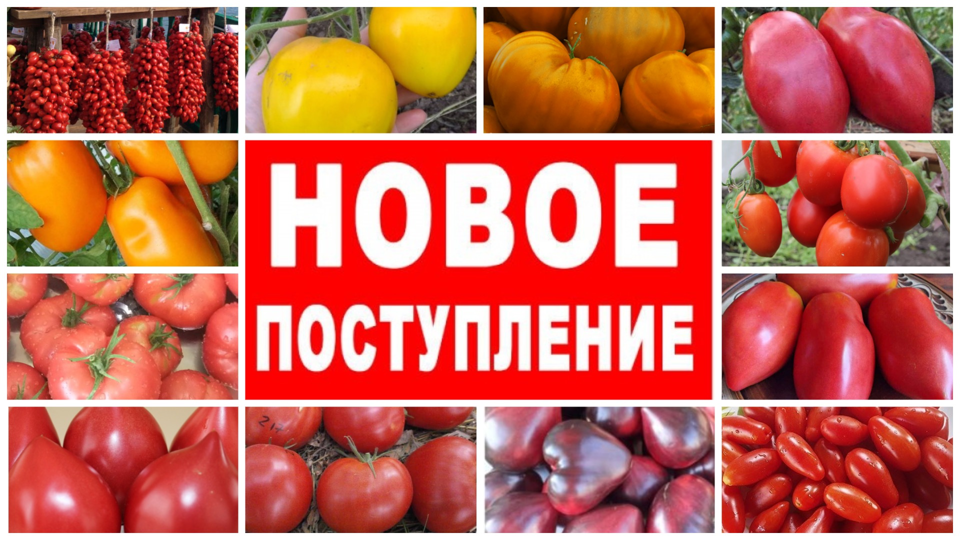 Семена Томатов Купить Интернет Магазин Москва