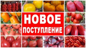 У нас большое поступление семян коллекционных томатов!