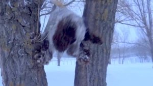 Русский охотничий спаниель. Russian Hunting Spaniel