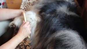 МОЙ ГРУМИНГ КОЛЛИ