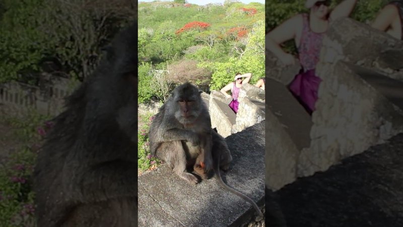 Monkey eats a yummy in Uluwatu #Bali