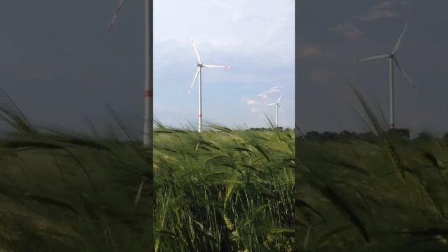 Wind farm and wheat fiel in Steinfurt, Germany.