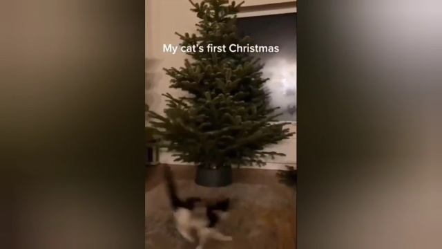 КОТЫ И ЁЛКА НОВОГОДНЯЯ ПОДБОРКА ОЦЕНИ ЛАЙКОМ РАКЕТОЙ ???????????
