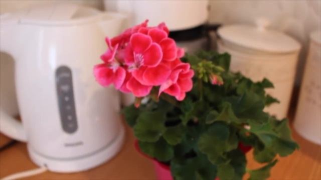 КАК ВЫРАЩИВАТЬ ГЕРАНЬ 1часть ПЕЛАРГОНИЯ #PELARGONIUM_#ПРИЩИПКА_#УДОБРЕНИЕ_пеларгония #oldenburgru#4 смотреть онлайн
