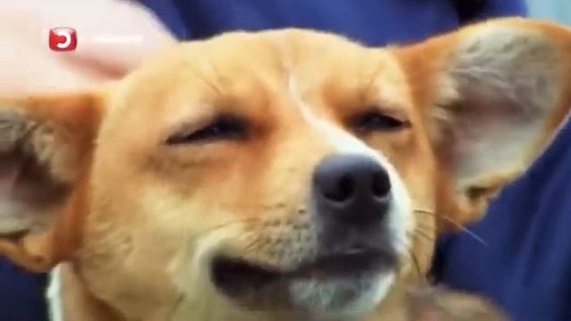 Звiр а не собака ? смотреть онлайн