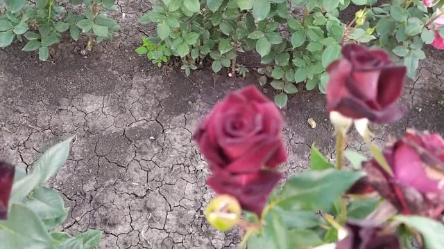 БЛЭК БАККАРА (Black Baccara), Meilland, 2004 г.  Чайно-гибридные (Hybrid Tea)