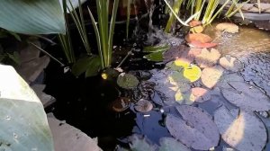 Мой пруд в июне..mp4