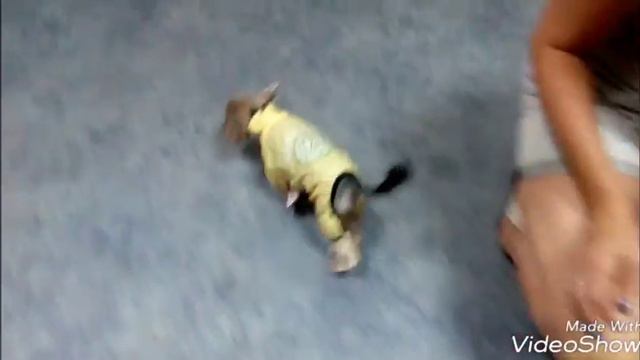 Пошел хвастаться любимому грумеру обновкой) смотреть онлайн