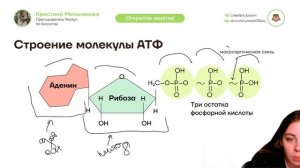 Метаболизм | Биология ЕГЭ для 10 класса | Умскул