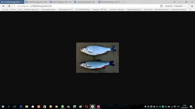 Как отличать некоторые виды рыб друг от друга смотреть онлайн