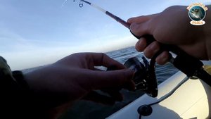 Ловля судака и окуня в Калининградском заливе и КМК 01.11.2018